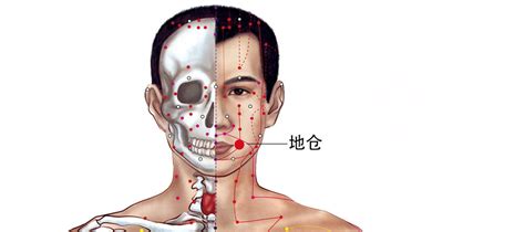 地倉穴位置|地仓穴的准确位置图和作用